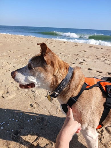 Dog wearing a harness on the beach.